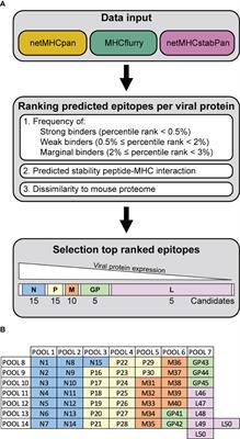 Prediction and validation of murine MHC class I epitopes of the recombinant virus VSV-GP